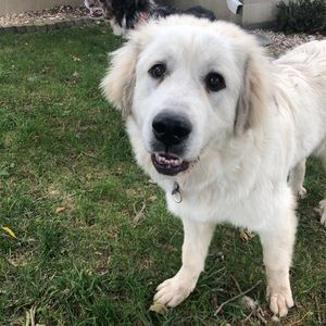 Meet your Posher, Paige